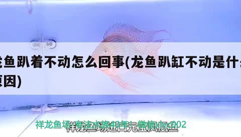 龍魚趴著不動怎么回事(龍魚趴缸不動是什么原因) 黃金達(dá)摩魚