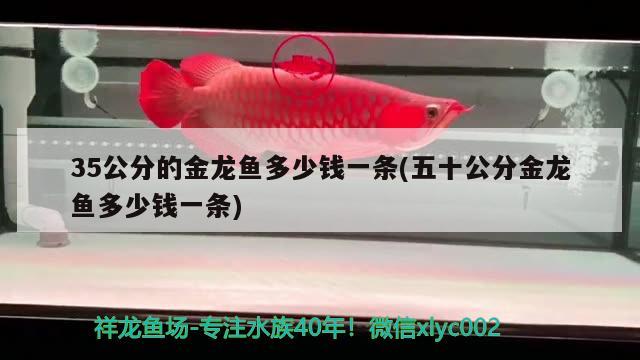 35公分的金龍魚(yú)多少錢(qián)一條(五十公分金龍魚(yú)多少錢(qián)一條) 紅龍專(zhuān)用魚(yú)糧飼料