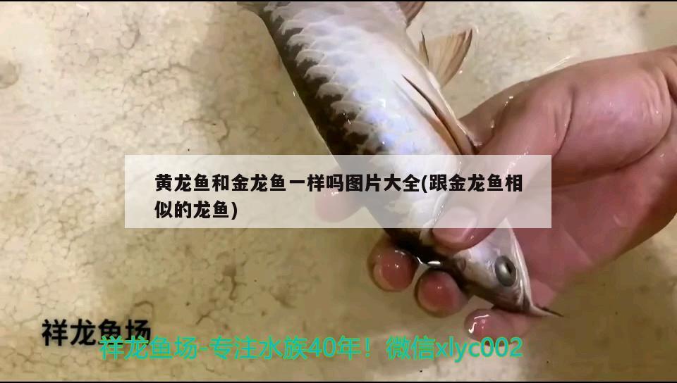 黃龍魚和金龍魚一樣嗎圖片大全(跟金龍魚相似的龍魚)