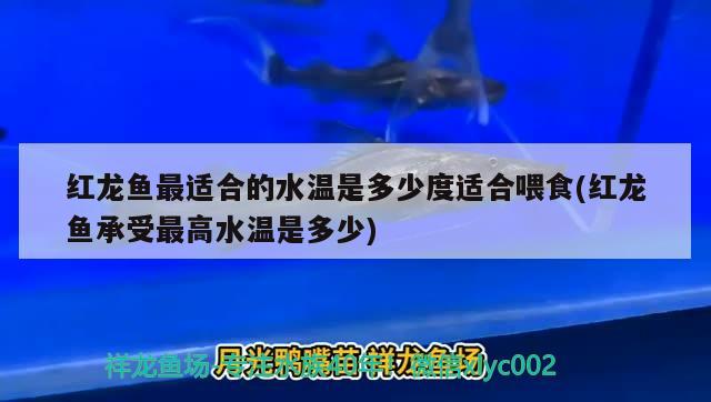 紅龍魚(yú)最適合的水溫是多少度適合喂食(紅龍魚(yú)承受最高水溫是多少)