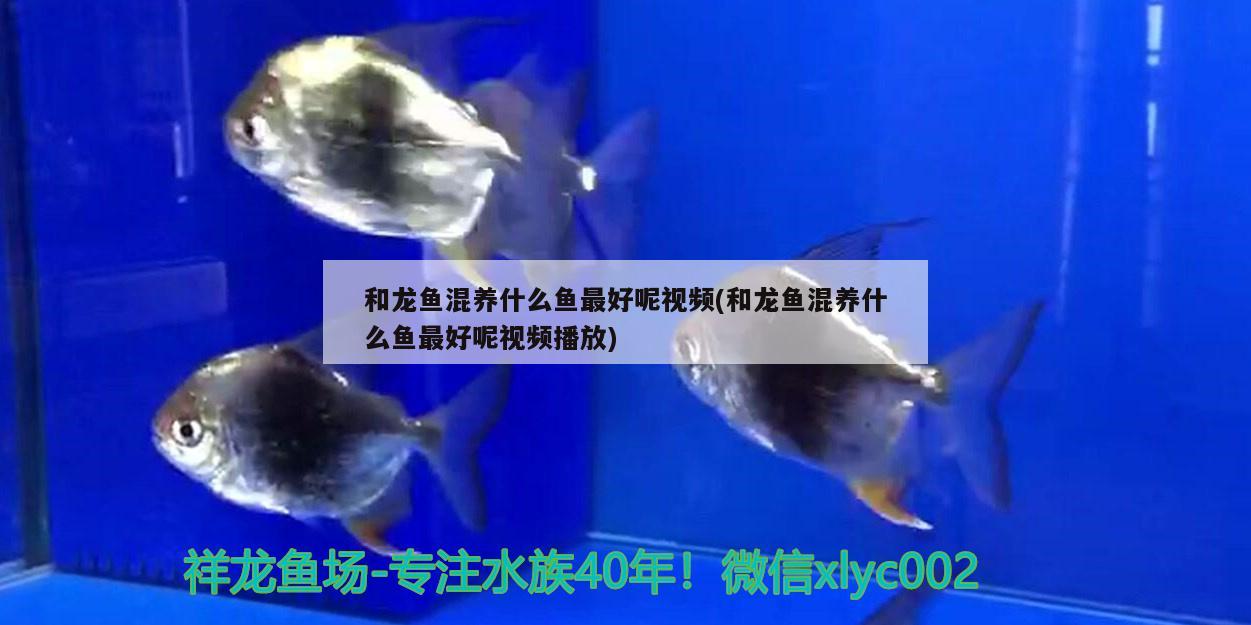 和龍魚混養(yǎng)什么魚最好呢視頻(和龍魚混養(yǎng)什么魚最好呢視頻播放)