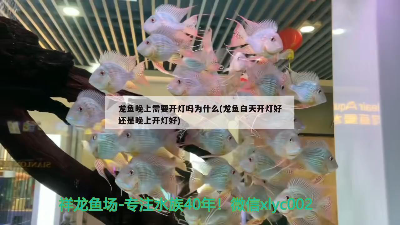 龍魚晚上需要開燈嗎為什么(龍魚白天開燈好還是晚上開燈好)