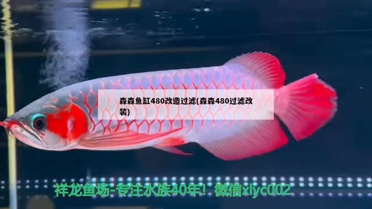 森森魚缸480改造過濾(森森480過濾改裝) 龍鳳鯉魚