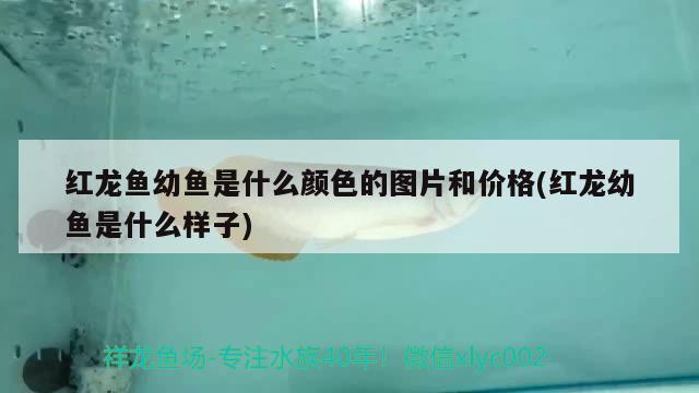 紅龍魚幼魚是什么顏色的圖片和價格(紅龍幼魚是什么樣子)