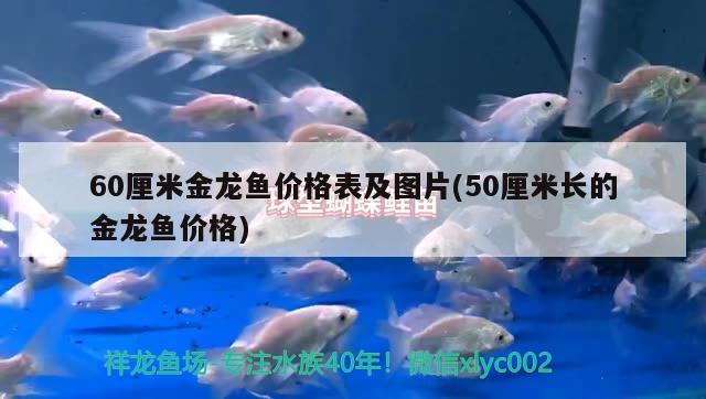 60厘米金龍魚價格表及圖片(50厘米長的金龍魚價格) 國產(chǎn)元寶鳳凰魚