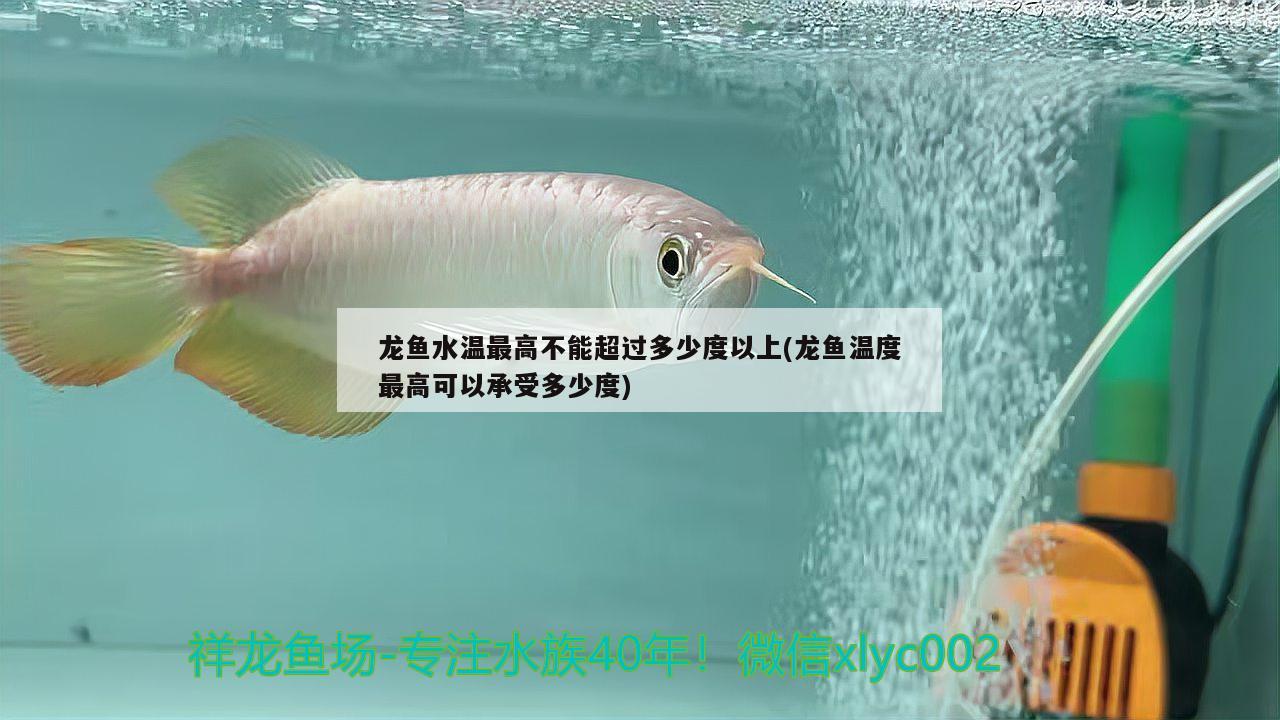 龍魚水溫最高不能超過多少度以上(龍魚溫度最高可以承受多少度)