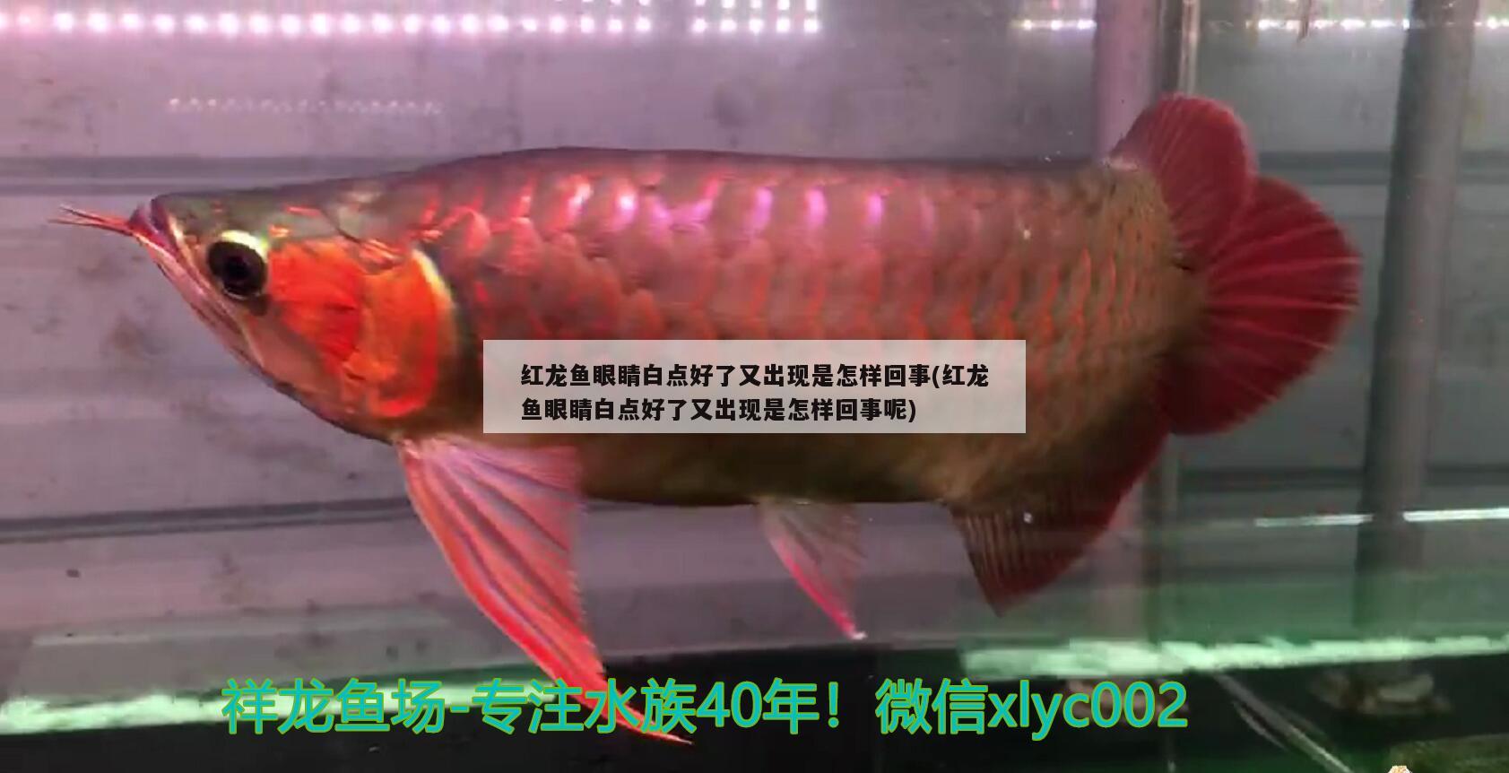 紅龍魚(yú)眼睛白點(diǎn)好了又出現(xiàn)是怎樣回事(紅龍魚(yú)眼睛白點(diǎn)好了又出現(xiàn)是怎樣回事呢) 虎魚(yú)百科