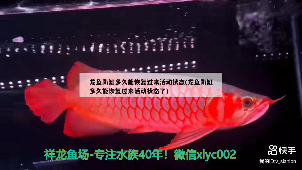 龍魚趴缸多久能恢復(fù)過(guò)來(lái)活動(dòng)狀態(tài)(龍魚趴缸多久能恢復(fù)過(guò)來(lái)活動(dòng)狀態(tài)了)