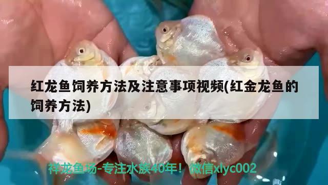 紅龍魚飼養(yǎng)方法及注意事項(xiàng)視頻(紅金龍魚的飼養(yǎng)方法)