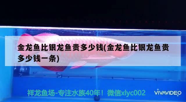 金龍魚比銀龍魚貴多少錢(金龍魚比銀龍魚貴多少錢一條)