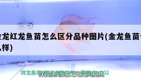 金龍紅龍魚苗怎么區(qū)分品種圖片(金龍魚苗什么樣)