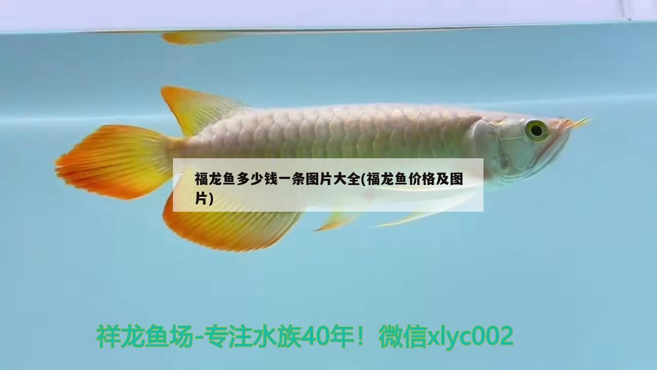 福龍魚多少錢一條圖片大全(福龍魚價格及圖片) 夢幻雷龍魚