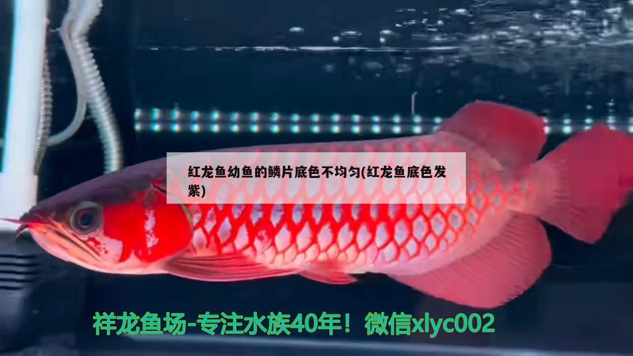 紅龍魚幼魚的鱗片底色不均勻(紅龍魚底色發(fā)紫) 刀魚魚