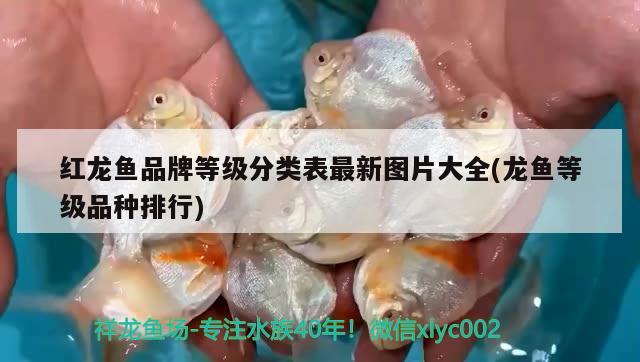 高背金龍魚發(fā)色過程視頻(高背金龍魚發(fā)色過程視頻大全) 高背金龍魚