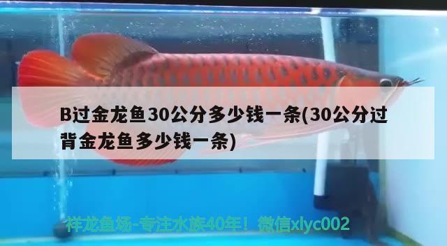 B過金龍魚30公分多少錢一條(30公分過背金龍魚多少錢一條) 過背金龍魚