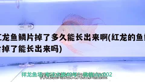 紅龍魚(yú)鱗片掉了多久能長(zhǎng)出來(lái)啊(紅龍的魚(yú)鱗片掉了能長(zhǎng)出來(lái)嗎) 黃金達(dá)摩魚(yú)