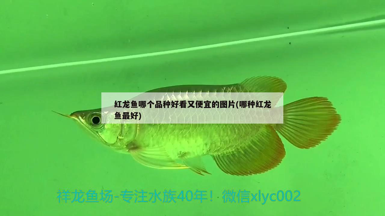 紅龍魚哪個(gè)品種好看又便宜的圖片(哪種紅龍魚最好)