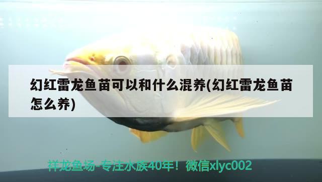 幻紅雷龍魚苗可以和什么混養(yǎng)(幻紅雷龍魚苗怎么養(yǎng)) 白子銀龍魚苗