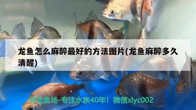 龍魚怎么麻醉最好的方法圖片(龍魚麻醉多久清醒) 龍魚麻藥（祥龍Nika）