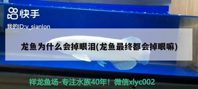 做夢夢到魚缸漏水(做夢夢到魚缸漏水魚都在地上) 其他益生菌 第2張