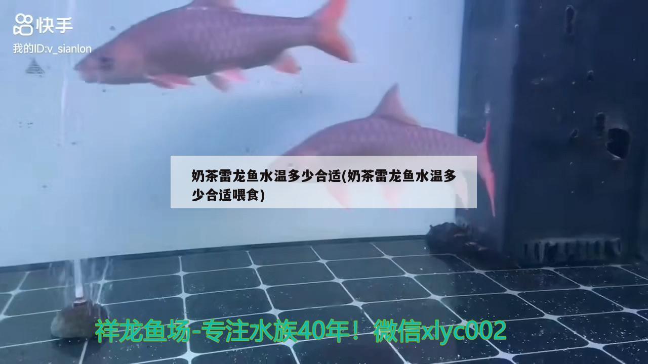 龍魚的虎斑是什么品種的圖片（龍魚的虎斑是什么品種的圖片大全）