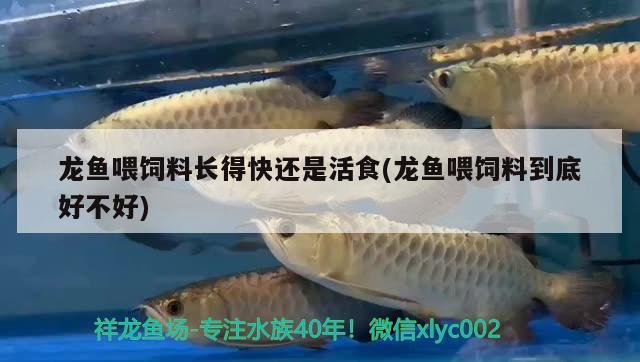 龍魚(yú)喂飼料長(zhǎng)得快還是活食(龍魚(yú)喂飼料到底好不好)