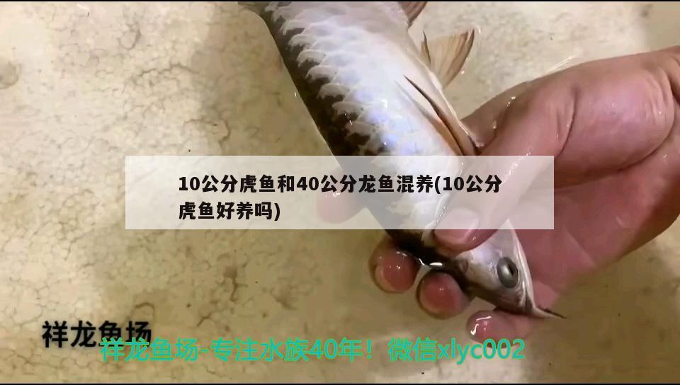 10公分虎魚和40公分龍魚混養(yǎng)(10公分虎魚好養(yǎng)嗎)