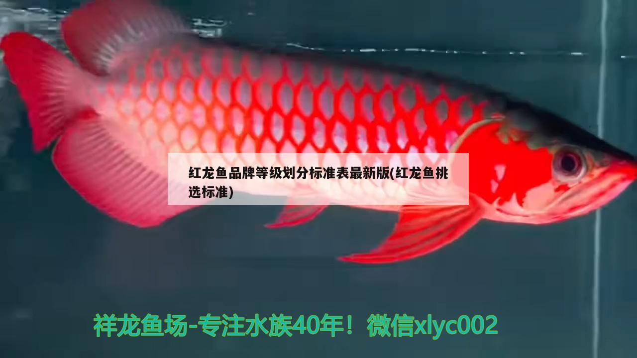 紅龍魚品牌等級(jí)劃分標(biāo)準(zhǔn)表最新版(紅龍魚挑選標(biāo)準(zhǔn))