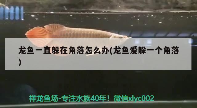 雷龍魚貴嗎 雷龍魚大概多少錢一條 野彩魚