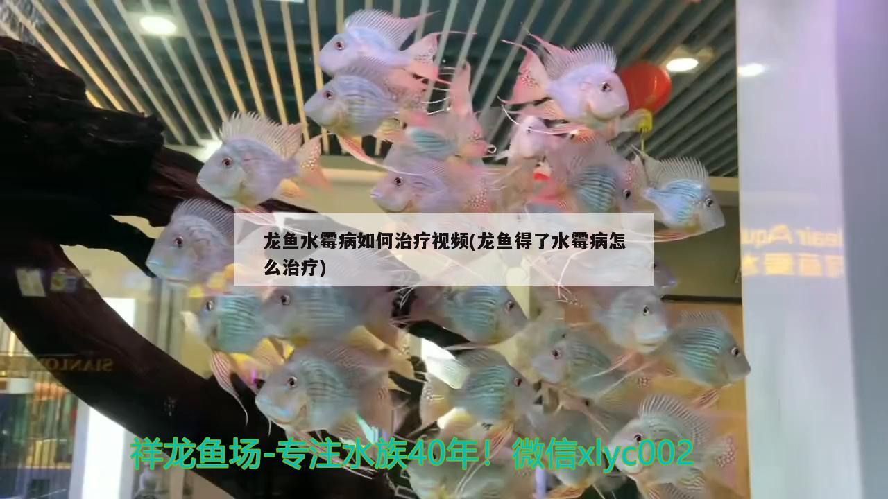 龍魚水霉病如何治療視頻(龍魚得了水霉病怎么治療)