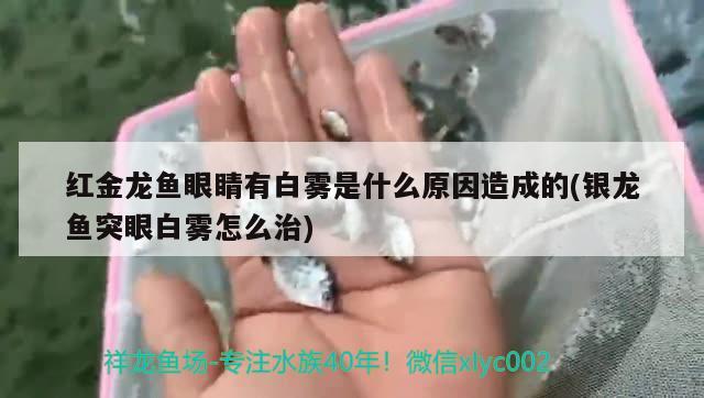 龍魚的虎斑是什么品種的圖片（龍魚的虎斑是什么品種的圖片大全）