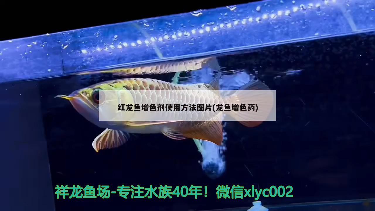 紅龍魚增色劑使用方法圖片(龍魚增色藥) 委內(nèi)瑞拉奧里諾三間魚苗