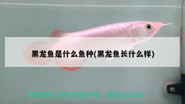 魚缸里的水垢很難清洗掉，應(yīng)該怎么辦才好？，金魚缸里的水垢很難清洗掉，用紙巾和牙膏一點(diǎn)點(diǎn)擦干凈 非洲象鼻魚 第1張