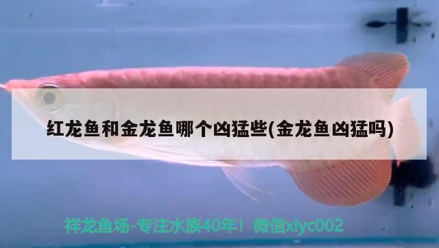 紅龍魚和金龍魚哪個兇猛些(金龍魚兇猛嗎) 斑馬鴨嘴魚苗