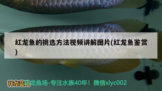 紅綠燈魚能活多久多大可以繁殖 肥料 第2張