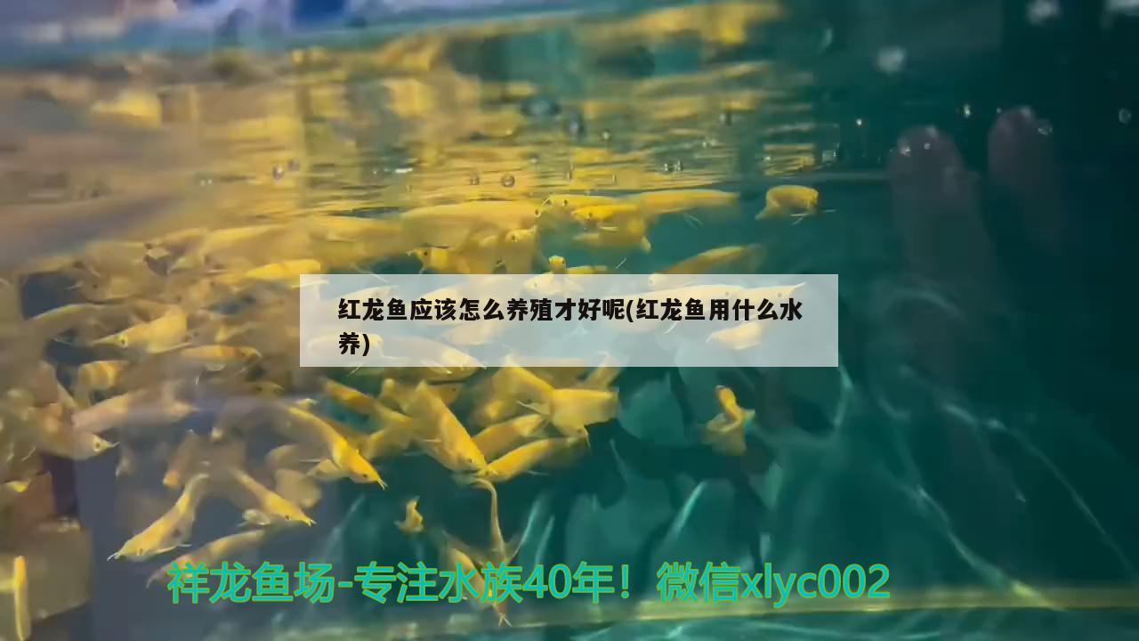 紅龍魚應(yīng)該怎么養(yǎng)殖才好呢(紅龍魚用什么水養(yǎng)) 龍魚專用燈