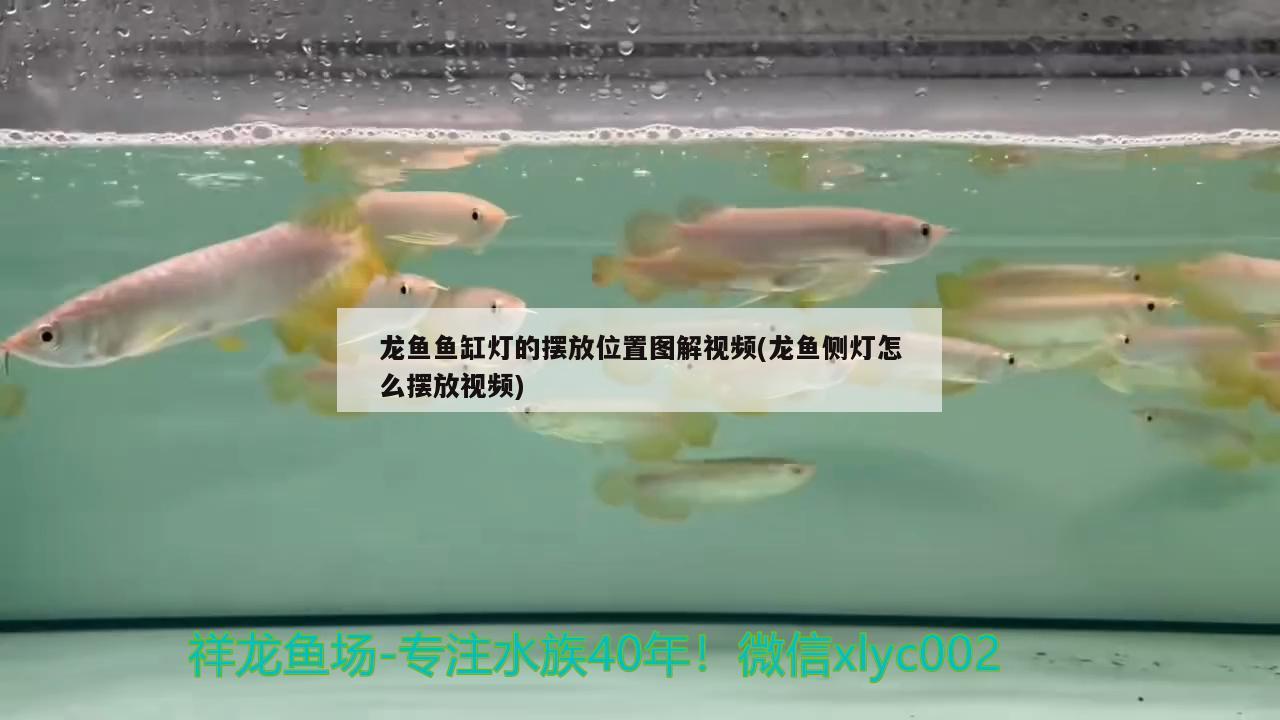 龍魚魚缸燈的擺放位置圖解視頻(龍魚側燈怎么擺放視頻) 球鯊魚