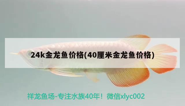 24k金龍魚(yú)價(jià)格(40厘米金龍魚(yú)價(jià)格)