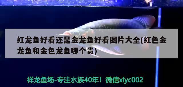 紅龍魚(yú)好看還是金龍魚(yú)好看圖片大全(紅色金龍魚(yú)和金色龍魚(yú)哪個(gè)貴)