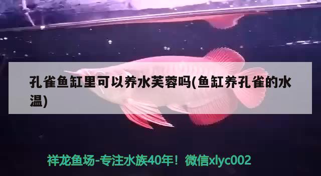 孔雀魚(yú)缸里可以養(yǎng)水芙蓉嗎(魚(yú)缸養(yǎng)孔雀的水溫)