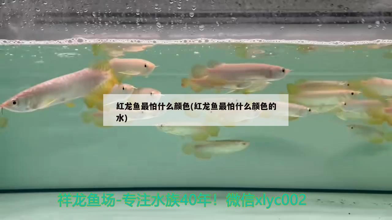 紅龍魚(yú)最怕什么顏色(紅龍魚(yú)最怕什么顏色的水)