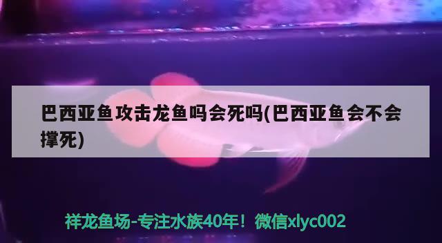 巴西亞魚攻擊龍魚嗎會(huì)死嗎(巴西亞魚會(huì)不會(huì)撐死)