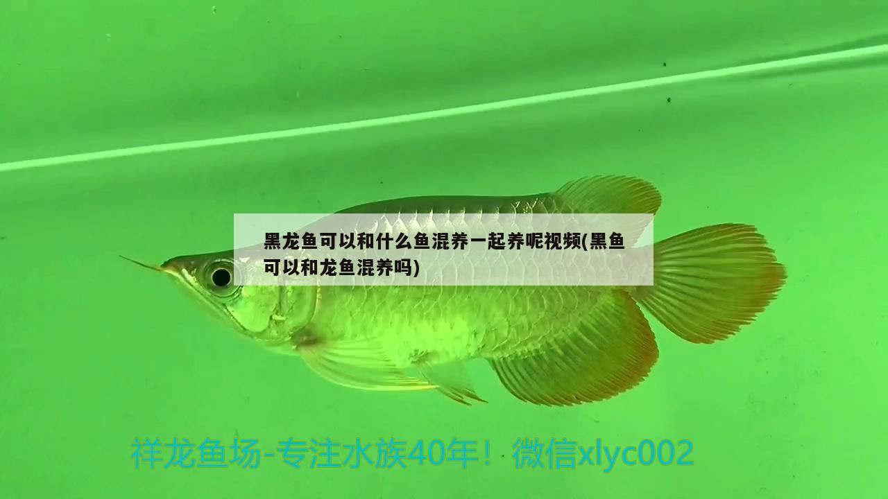 黑龍魚可以和什么魚混養(yǎng)一起養(yǎng)呢視頻(黑魚可以和龍魚混養(yǎng)嗎) 白子關(guān)刀魚