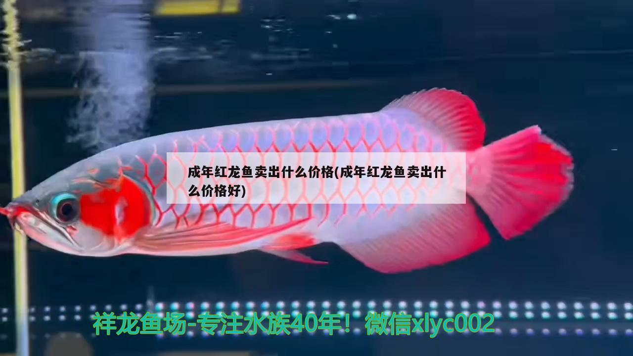 成年紅龍魚(yú)賣(mài)出什么價(jià)格(成年紅龍魚(yú)賣(mài)出什么價(jià)格好) 超血紅龍魚(yú)