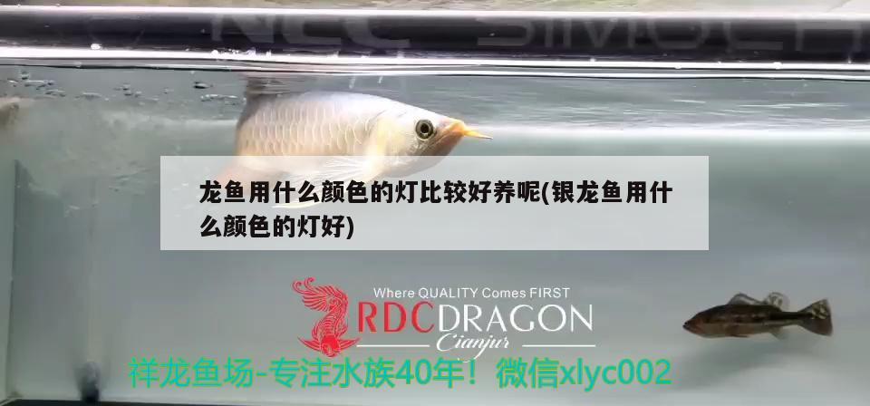 龍魚用什么顏色的燈比較好養(yǎng)呢(銀龍魚用什么顏色的燈好)