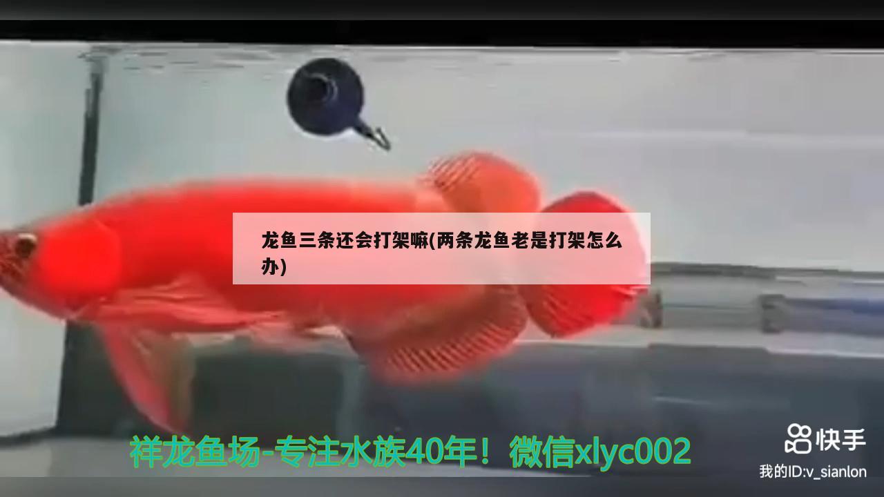 龍魚三條還會打架嘛(兩條龍魚老是打架怎么辦) 其他益生菌