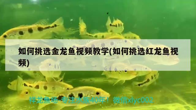 如何挑選金龍魚視頻教學(xué)(如何挑選紅龍魚視頻) 白子銀版魚