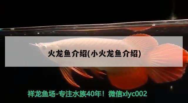 龍魚眼睛有白點是怎么回事啊(龍魚眼睛長有一粒白色東西怎么辦) 大日玉鯖魚