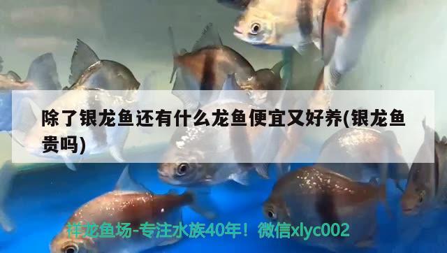 牡丹江二手魚缸轉(zhuǎn)讓信息最新價(jià)格圖片及價(jià)格（向大師詢問,清明上河圖是否可以掛在客廳） 七紋巨鯉魚 第2張