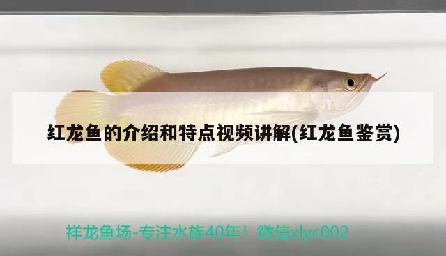 湖州觀賞魚水族館電話多少（夏天親子游有什么推薦） 慈雕魚 第1張